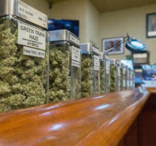 Row of glass jars with cannabis buds on a wooden counter in a shop, labeled Green Train Haze Hybrid and other strains behind a curved bar.